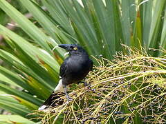 Pied Currawong