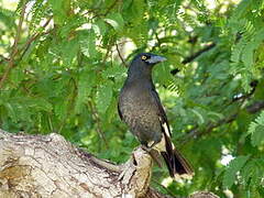 Pied Currawong