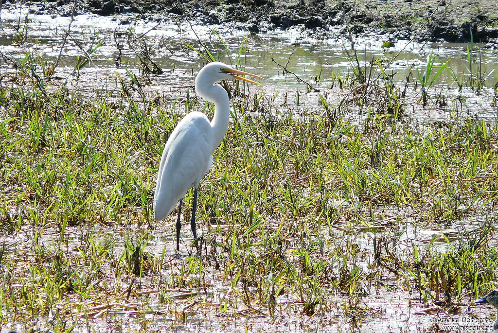 Great Egret