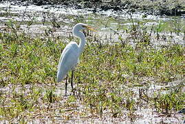 Grande Aigrette