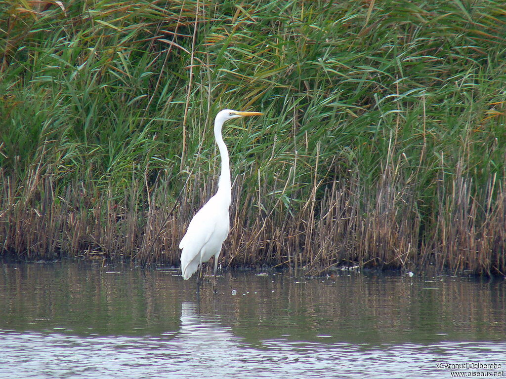 Grande Aigrette