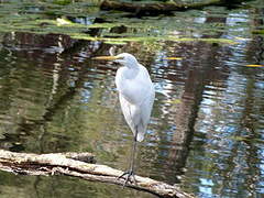 Grande Aigrette