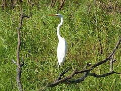 Grande Aigrette