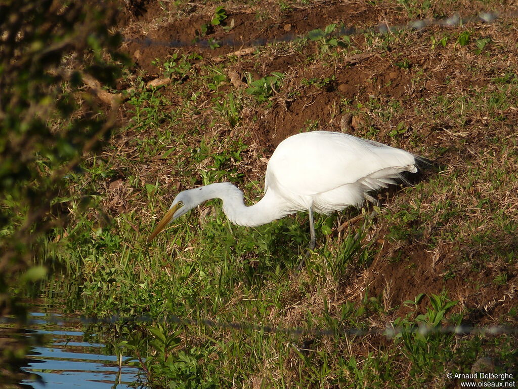 Great Egret