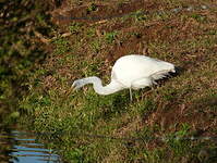 Grande Aigrette