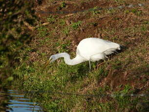 Grande Aigrette