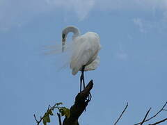 Great Egret