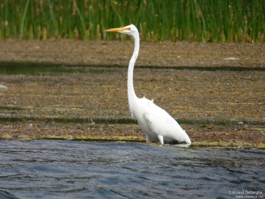 Grande Aigrette