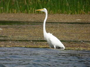 Grande Aigrette