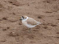 Gravelot à front blanc