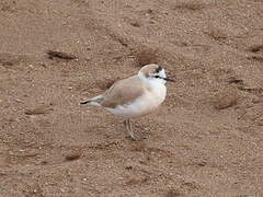 White-fronted Plover