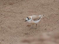 Gravelot à front blanc