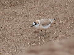 White-fronted Plover