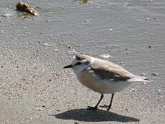 White-fronted Plover