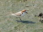 Gravelot à tête rousse