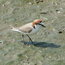 Gravelot à tête rousse
