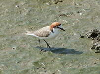 Gravelot à tête rousse