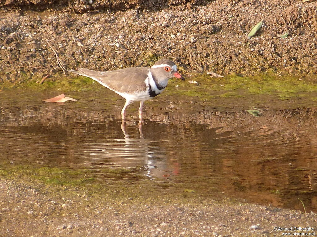 Three-banded Plover