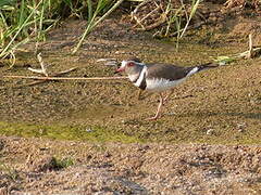 Three-banded Plover