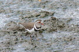 Three-banded Plover