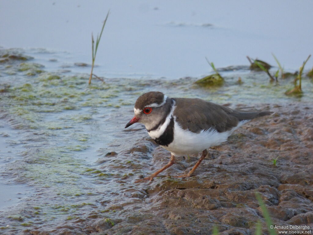 Three-banded Plover