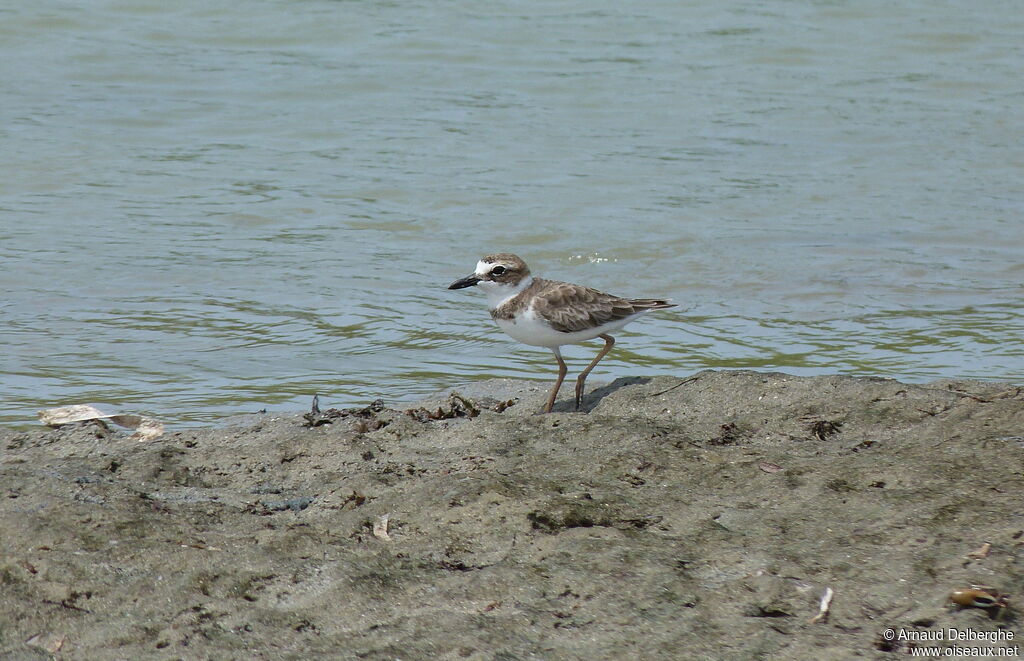 Wilson's Plover