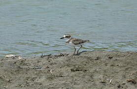 Wilson's Plover