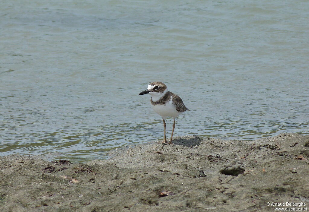 Wilson's Plover