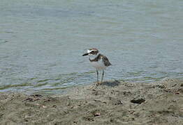 Wilson's Plover