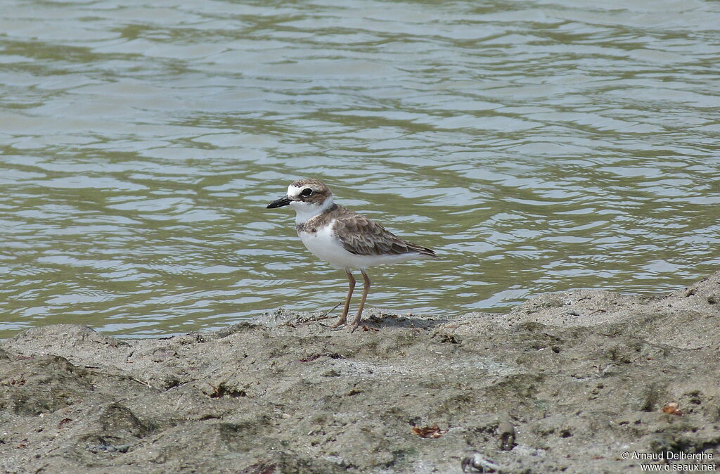 Wilson's Plover