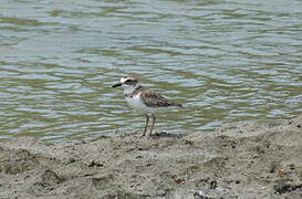 Wilson's Plover