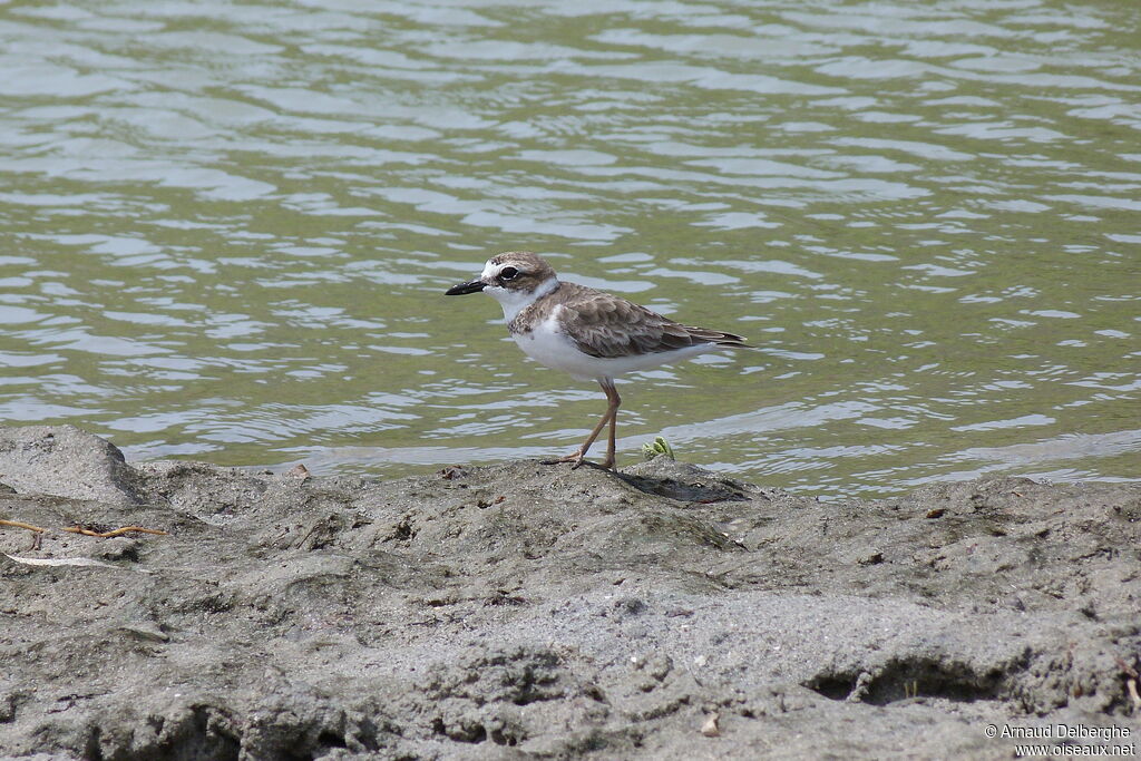 Wilson's Plover