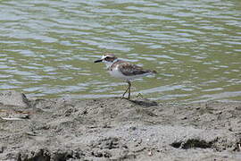 Wilson's Plover