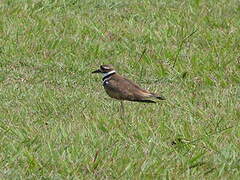 Killdeer