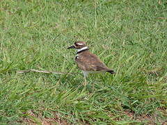 Killdeer