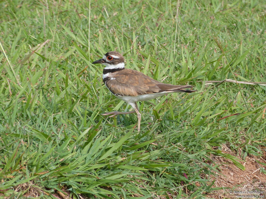 Killdeer