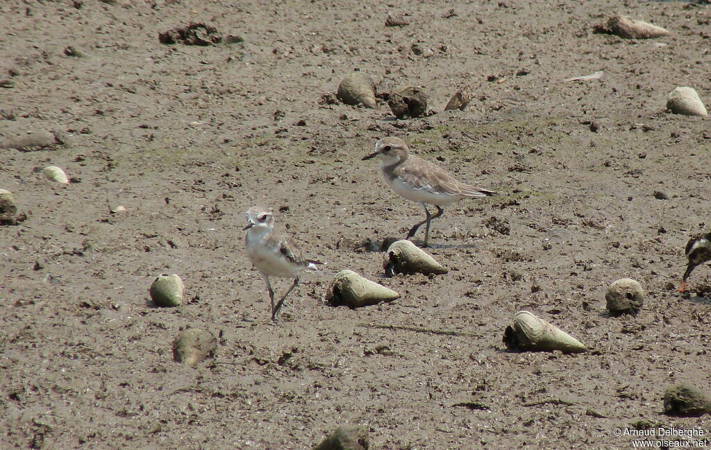 Lesser Sand Plover