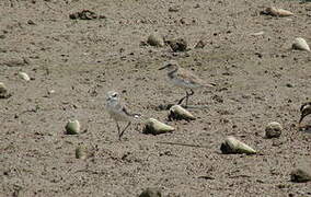 Siberian Sand Plover