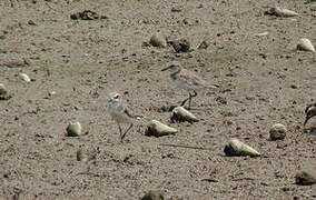 Lesser Sand Plover