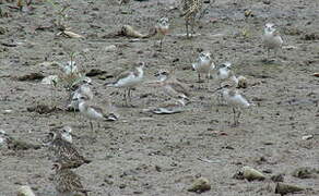 Lesser Sand Plover