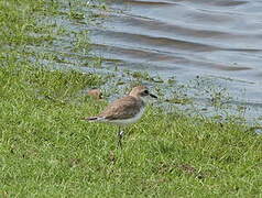 Lesser Sand Plover