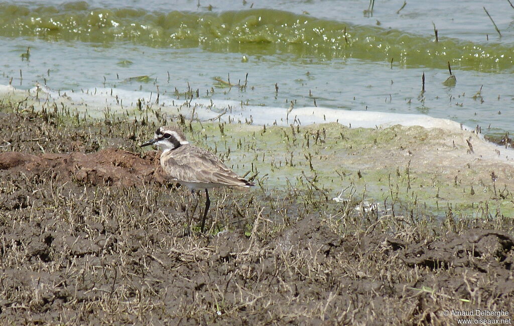 Kittlitz's Plover