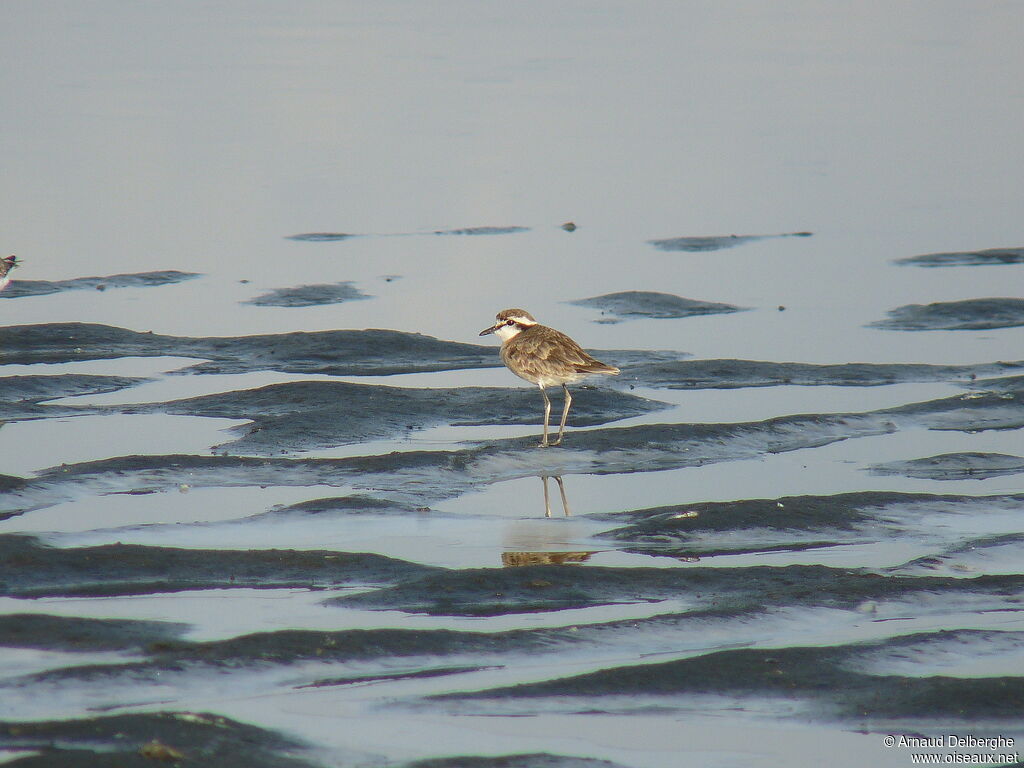 Kittlitz's Plover