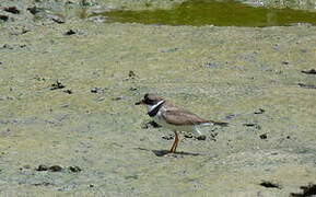 Semipalmated Plover