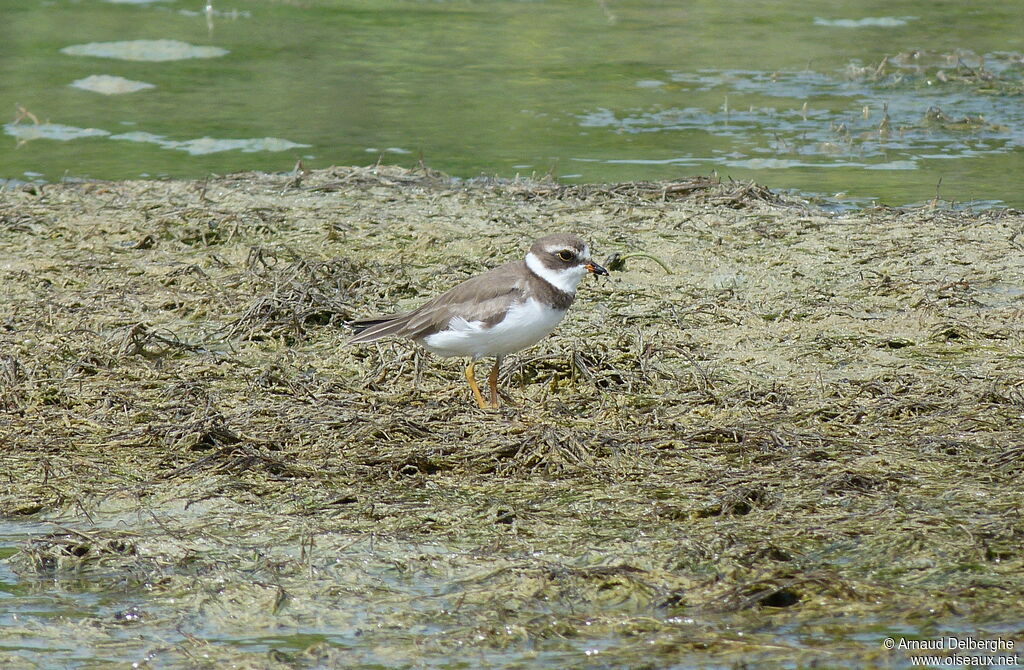 Semipalmated Plover