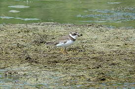 Semipalmated Plover