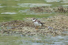 Semipalmated Plover