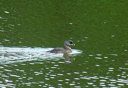 Pied-billed Grebe