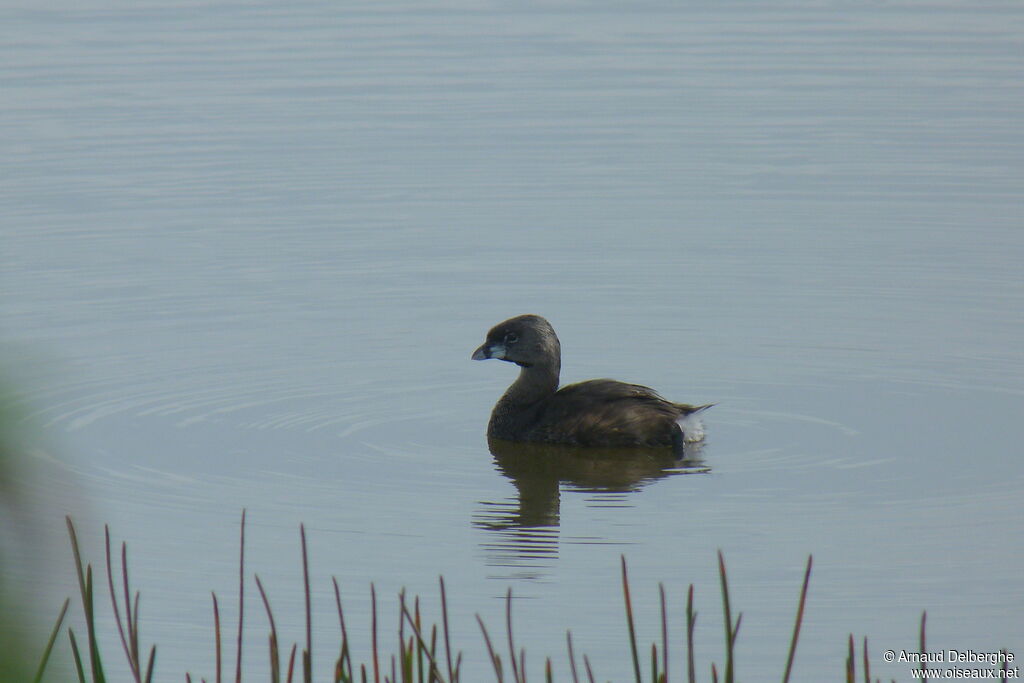 Pied-billed Grebe