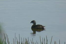 Pied-billed Grebe